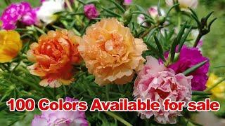 #Portulaca 30 colors for sale online - Pathumani Poovu -Table Rose - WhatsApp : 8248414402