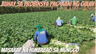 BUHAY PROBINSYA PAG- AANI NG GULAY