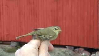 Videsångare, Phylloscopus schwarzi, Radde's Warbler