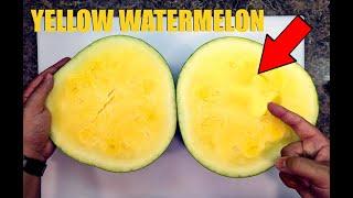 This is what a yellow watermelon tastes like! | Patilla sandia amarilla |