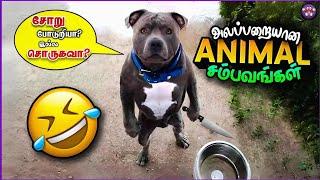 மொரட்டு விலங்குகளின் சம்பவங்கள் | Funny Animals | The Magnet Family 2.0