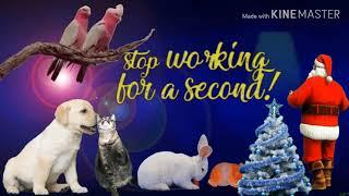 Christmas wishing from star pets world