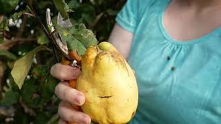 Enplotment: Quince Chaos - Picking and Pruning. Harvest Time.