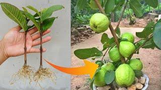 How to grow Guava tree from cuttings | Guava plant