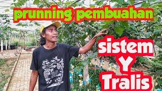 pruning pembuahan anggur sistem Y tralis