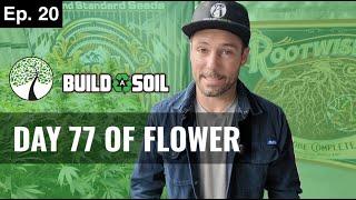 BuildASoil: DAY 77 OF FLOWER // THE BUILD A SOIL WAY  (Season 7, Episode 20)