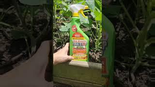 One way to Fight Cabbage Worms #gardeningvideos #growgreen #growsomefood #growyourownfood #growveg