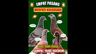 MERPATI KOLONG KOLEKSIKU #merpati #merpatikolong #merpatiku