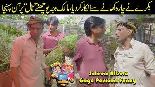 Bakra ka charra khanay say inkar Saleem Albela Goga Pasroori funny Video
