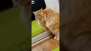 мой котик ( пучебрюхий гриводуй)