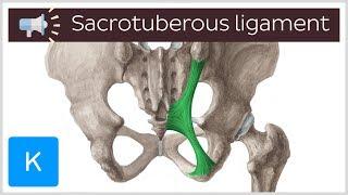 Sacrotuberous ligament | Anatomical Terms Pronunciation by Kenhub