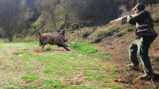 Chasse Sanglier au Maroc EL HAJEB | Wild Boar Hunting 2024 -PART 6