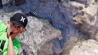 Exploring for EPIC Tide Pool Creatures in Hawaii #1