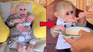 Full Video Funny and intelligent monkey David just loves to eat