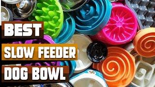 Best Slow Feeder Dog Bowl In 2024 - Top 10 Slow Feeder Dog Bowls Review