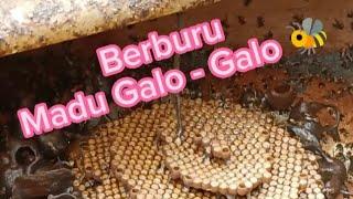 Berburu Madu Galo Galo #indonesia #pertanian #agriculture #madu #madunetwork #thegarden #thehoney