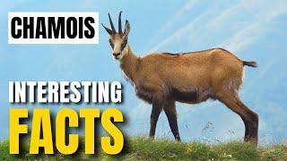 Exploring the Fascinating Facts About Chamois | Interesting Facts | The Beast World