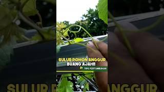 Sulur pohon Anggur #anggurrumahan #berkebunanggur