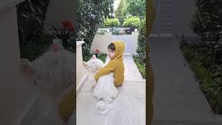 He is back to Rhodes‍‍️#pets # dogs #maltese #bona #friendship #shorts #doglover #