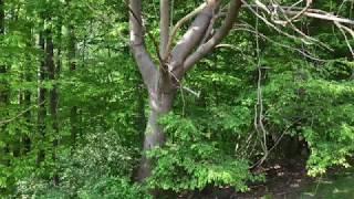 Practicing Shinrin-Yoku (Forest Bathing)