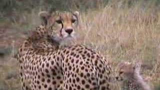 African Safari 2001 TRAILER