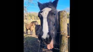 First Time This Horse Tries Gingernut Biscuits - That Tongue 