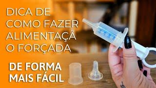 Dica de como fazer alimentação forçada em gatos de forma mais fácil | Gato é Vida