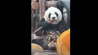 20241113 大熊猫萌宝 |  小宝吃得真香，和萌兰哥哥好像！#panda #大熊猫 #cutepanda #萌兰 #menglan #萌宝 #funny #zoo