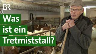 Rinder auf Stroh: Was ist ein Tretmiststall? | Unser Land | BR