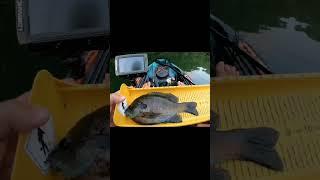 THIS FISH WAS HUGE!!  #panfish #Bluegill #shellcracker #sunfish #shorts #fyp #kayakfishing #tiktok