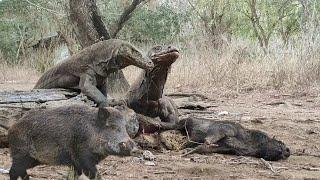 How komodo feeding on a large wild boar