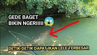 MANCING IKAN LELE SUPER BESAR