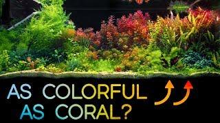 This FRESHWATER Scape is as COLORFUL as a REEF Tank