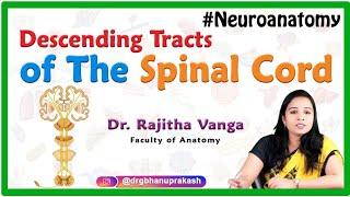 Descending Tracts of The Spinal Cord - Neuroanatomy