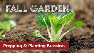 Planting Fall Brassicas: Cabbage, Cauliflower, Pok Choy & More!