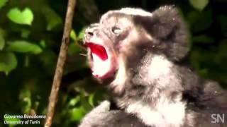Some lemurs sing in sync | Science News