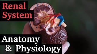 How does the renal system work? | Anatomy and Physiology of the Kidneys | Renal Physiology