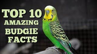 Top 10 Incredible Facts About Budgies! Top 10 Amazing Budgie Facts!