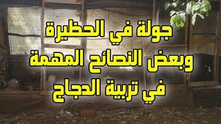 مشروع تربية الدجاج البياض وهذا هو القطيع لي عندي يتكون من خليط من الدجاج البياض