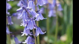 Hyacinthoides hispanica | Spanish Bluebells, Wood Hyacinths