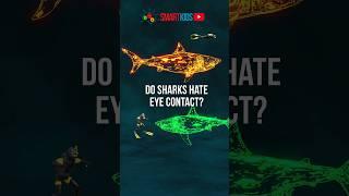  Do sharks hate eye contact?