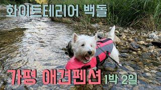 화이트테리어 백돌 | 아기와 강아지 | 가평 애견펜션 1박 2일(westie and baby)