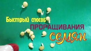 Быстрый способ проращивания семян.