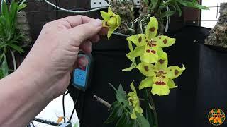 My Orchid Haul from Burnham's