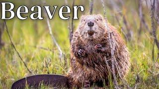 True Facts: The Beaver. Why BEAVERS Are The Smartest Thing In Fur Pants. Animals Life