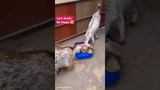 How can v reduce stress anxiety, overthinking|| Meditation to reduce all stress#funnycat #mypet#