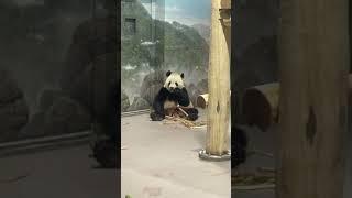 Panda  #animals #shortsfeed #panda #fyp #tiktok