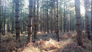 Wild Camping in a Suffolk Forest.