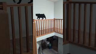 Breathtaking Catwalk on Handrail! #cat #garden spirit #cat grace & composure