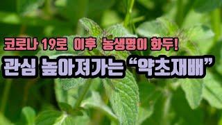 중장년, 시니어층의 창업아이템 및 일자리의 블루오션 영역으로 성장하는 약초재배입니다